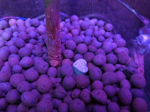 HYPONeX 錠剤肥料