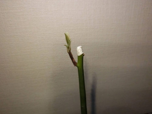 【アボカド栽培記録】190424