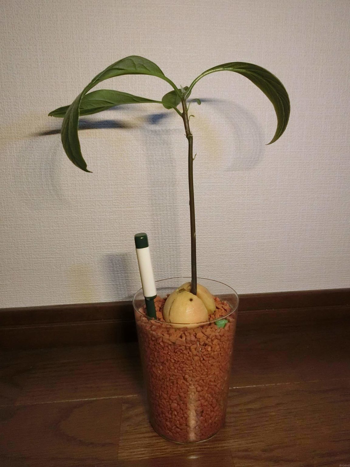 【アボカド栽培記録】190424