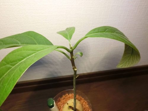 【アボカド栽培記録】190424