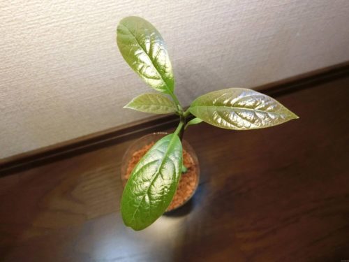 【アボカド栽培記録】190424