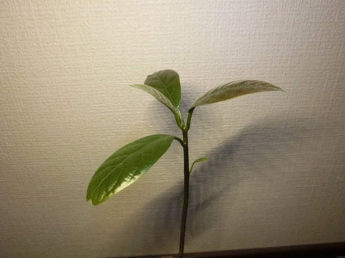 【アボカド栽培記録】190424