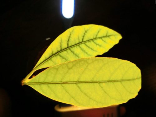 【アボカド栽培記録】190430