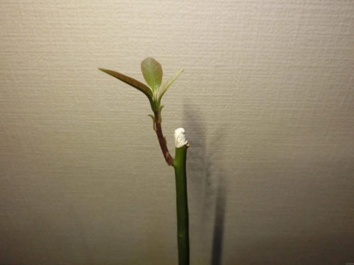 【アボカド栽培記録】190430