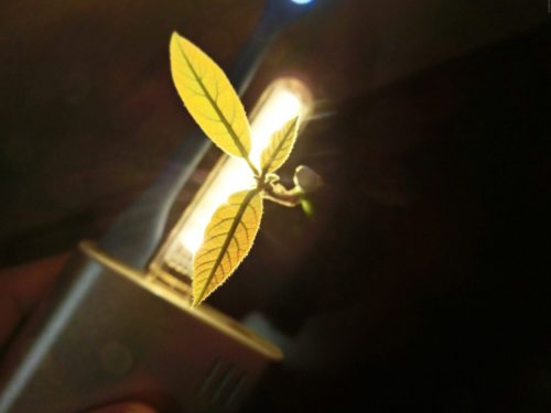 【アボカド栽培記録】190430