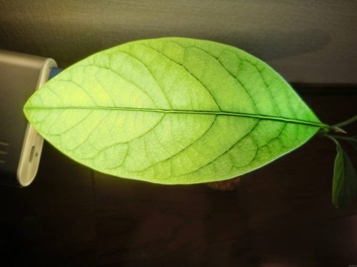 【アボカド栽培記録】190430