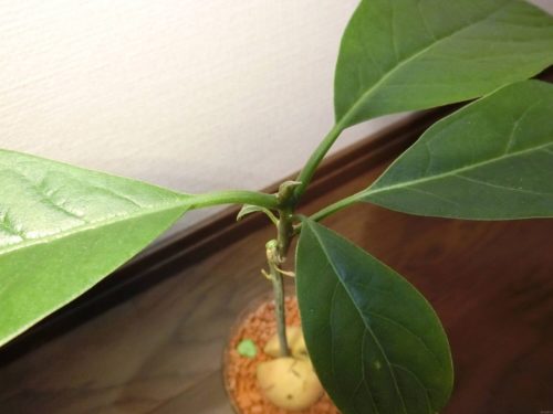 【アボカド栽培記録】190430