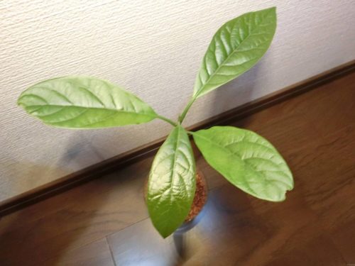 【アボカド栽培記録】190430