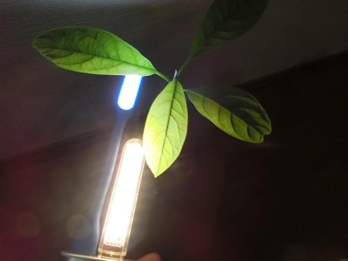 【アボカド栽培記録】190430