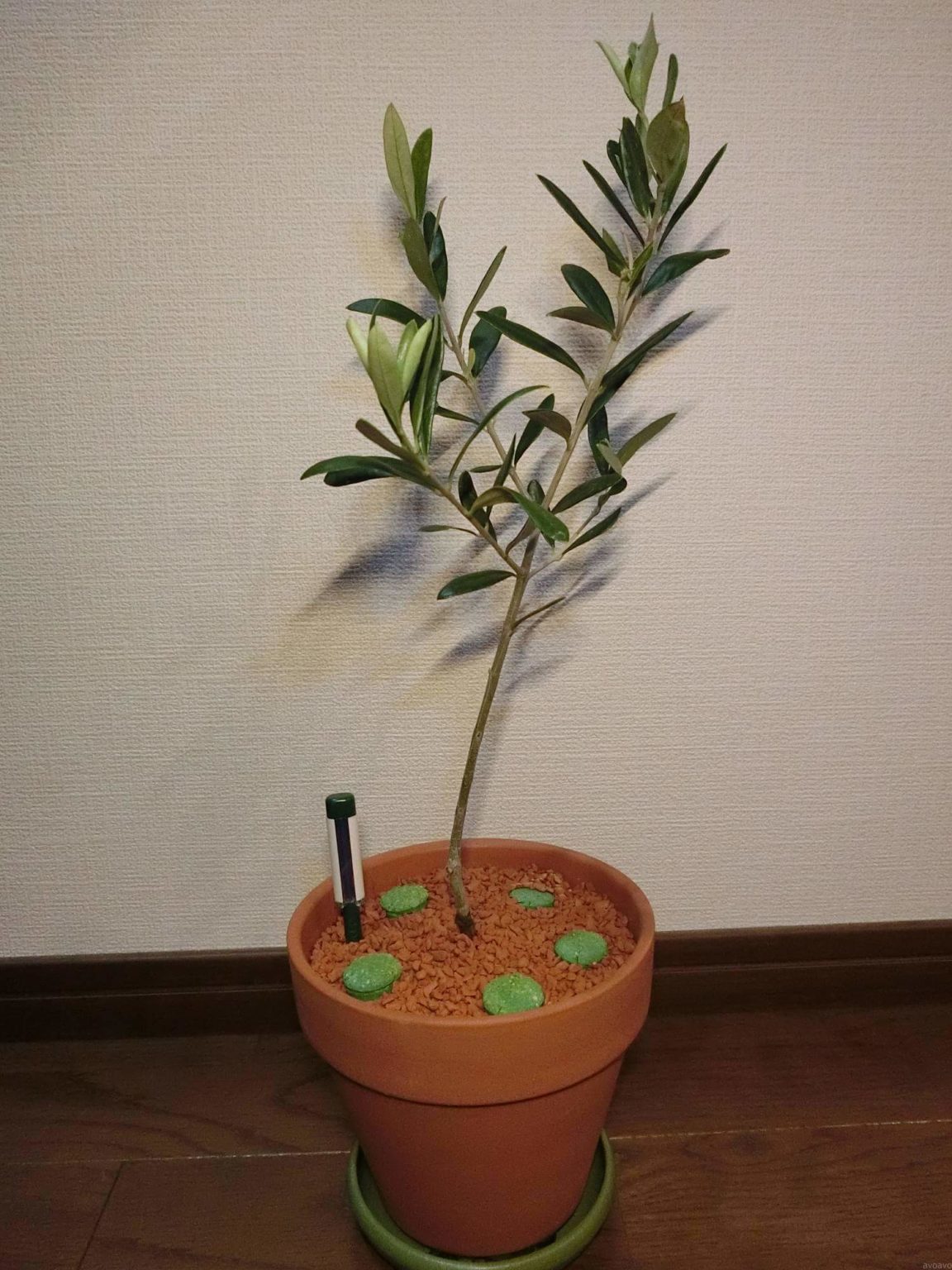 【オリーブ栽培記録】190510