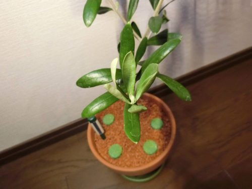 【オリーブ栽培記録】190510