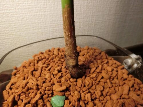 【アボカド栽培記録】190509