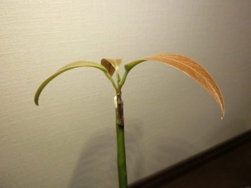 【アボカド栽培記録】190509