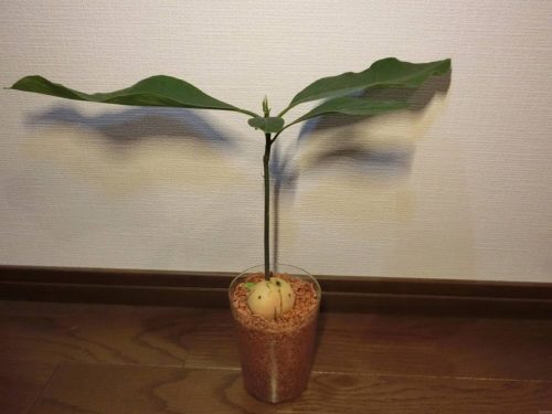 【アボカド栽培記録】190509