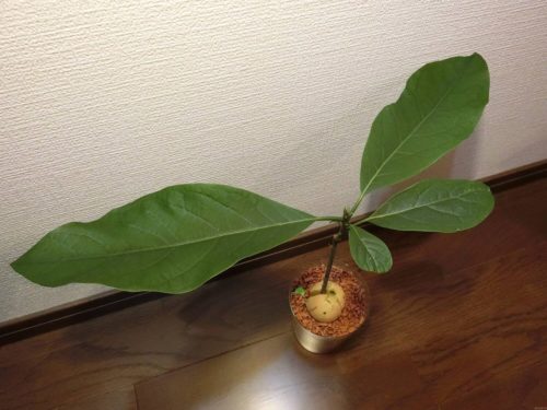 【アボカド栽培記録】190509