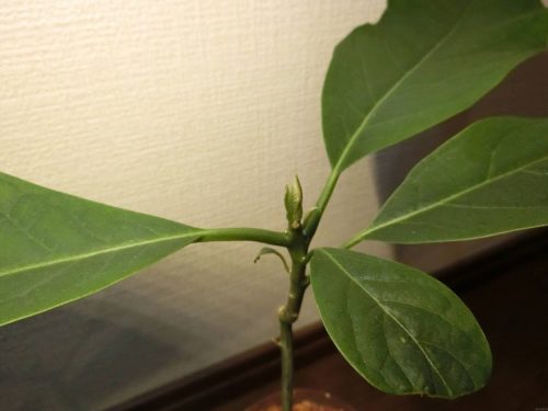 【アボカド栽培記録】190509