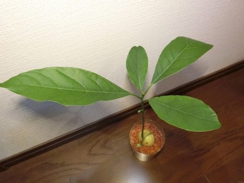 【アボカド栽培記録】190509