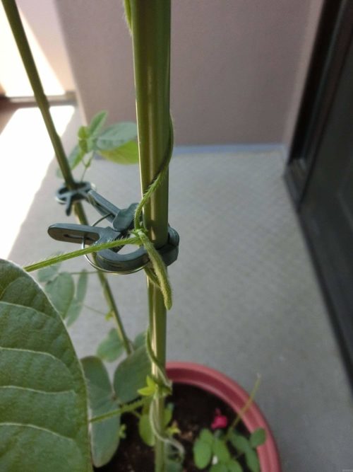 枝豆栽培記録190511