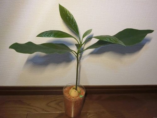 【アボカド栽培記録】190526