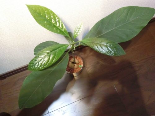 【アボカド栽培記録】190526