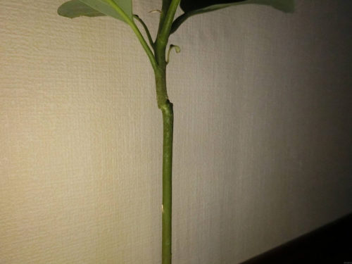 【アボカド栽培記録】190526