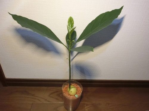 【アボカド栽培記録】190526