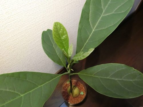 【アボカド栽培記録】190526