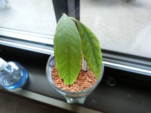 【アボカド栽培記録】190526