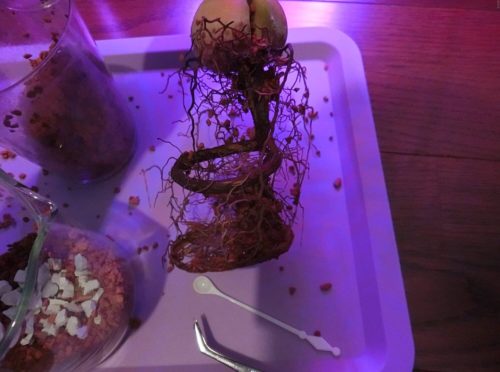 【アボカド栽培記録】190602 4号鉢割れで植え替え