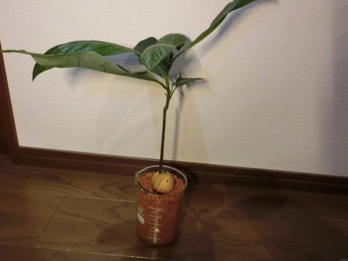 【アボカド栽培記録】190602 4号鉢割れで植え替え