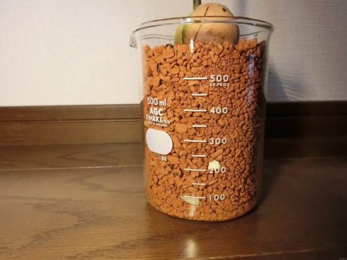 【アボカド栽培記録】190602 4号鉢割れで植え替え