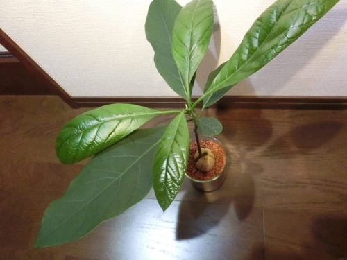 【アボカド栽培記録】190602 4号鉢割れで植え替え