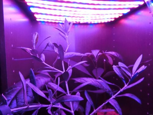 【DIY】植物育成用LEDを自作