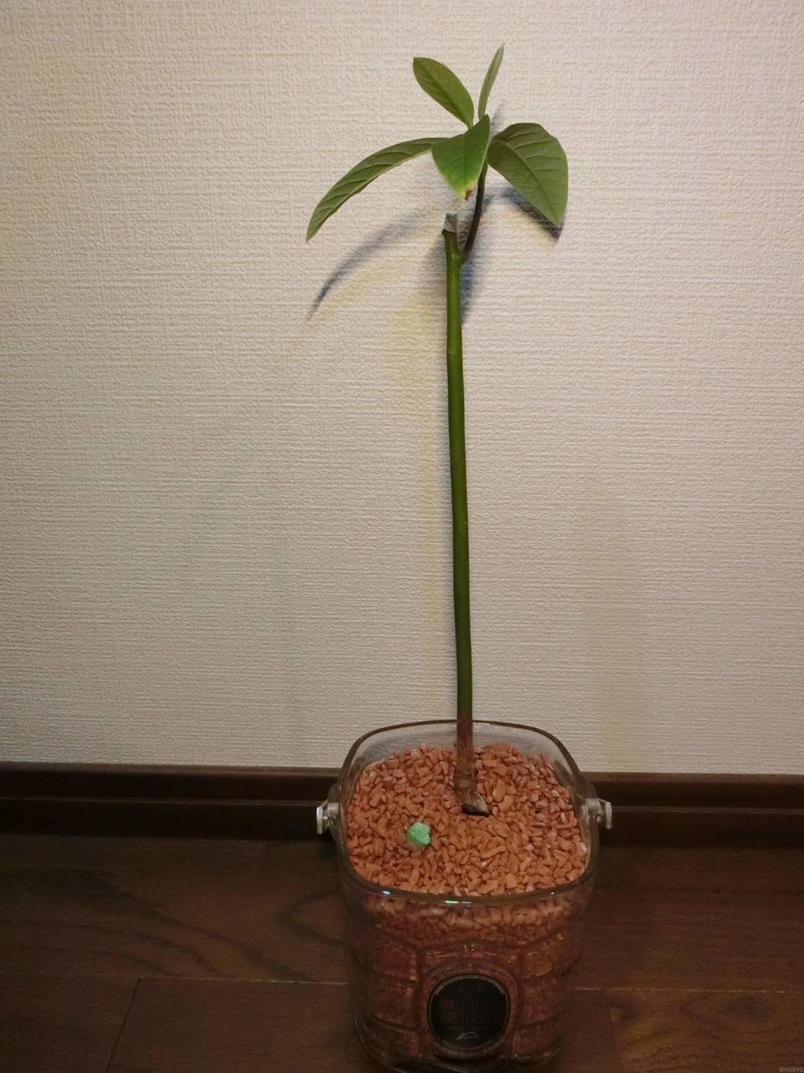 【アボカド栽培記録】190607