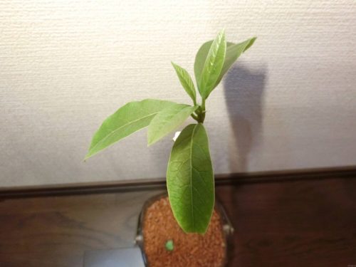 【アボカド栽培記録】190607