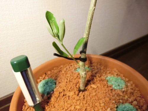 【オリーブ鉢植え栽培記録】190608