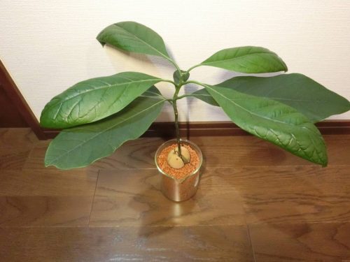 【アボカド栽培記録】190607