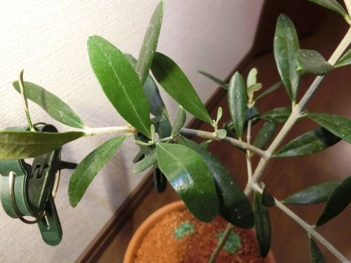 【オリーブ鉢植え栽培記録】190608