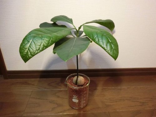 【アボカド栽培記録】190607