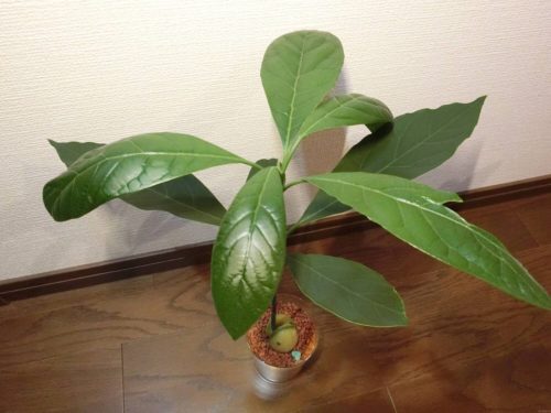 【アボカド栽培記録】190607