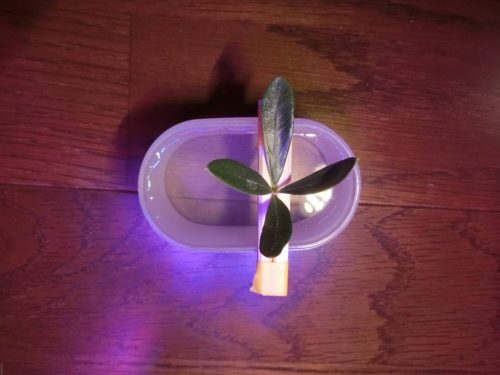 【オリーブ緑枝挿し記録】190608