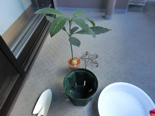 スリット鉢へアボカドを植え替え（ベランダ栽培へ）