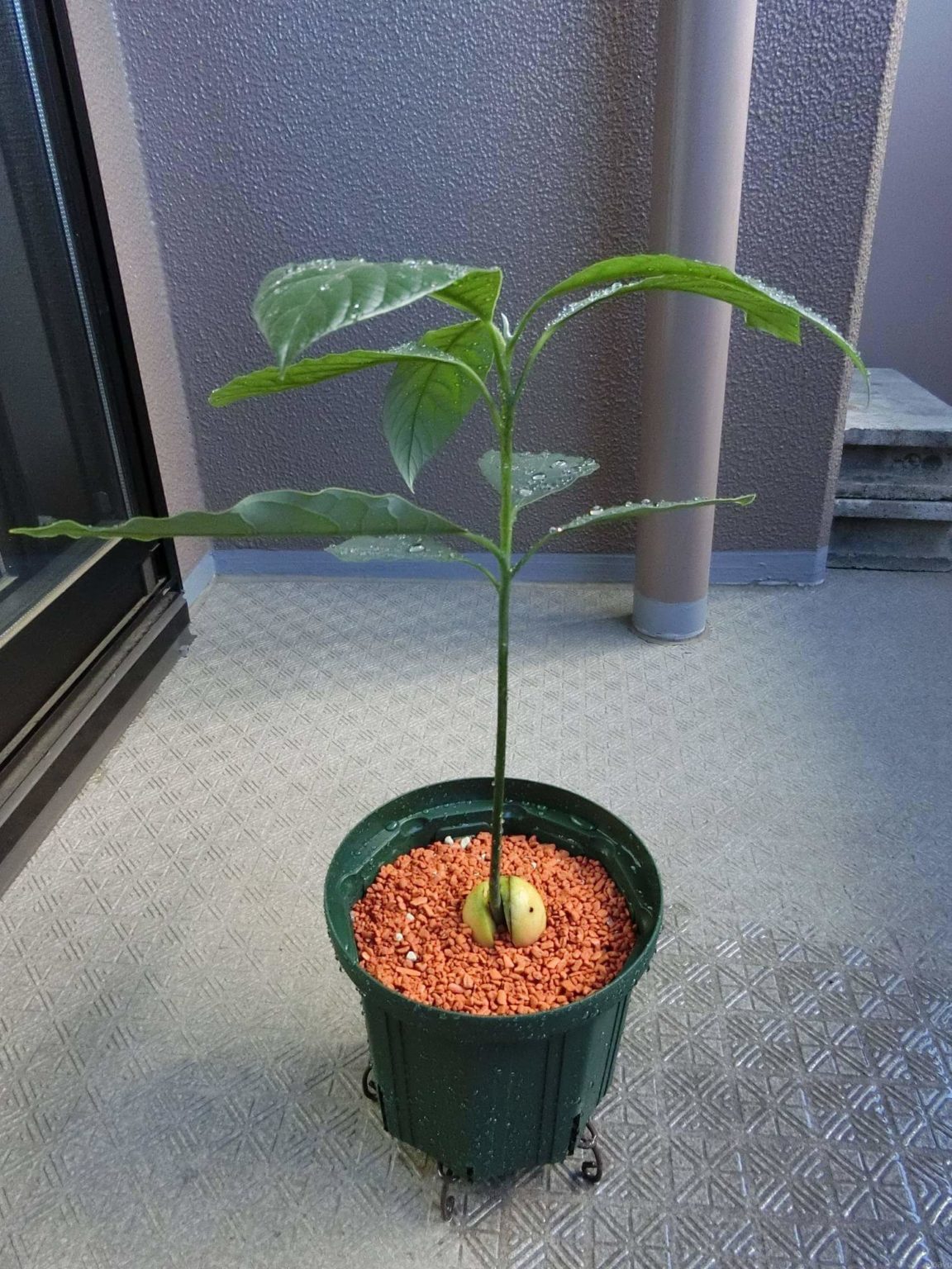 スリット鉢へアボカドを植え替え（ベランダ栽培へ）