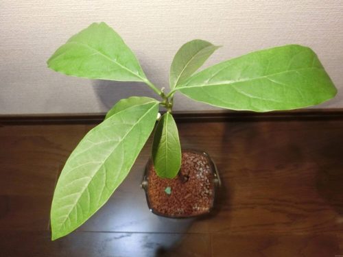 【アボカド栽培記録】190624