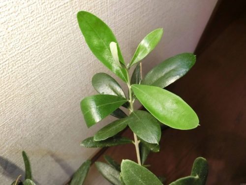 【オリーブ栽培記録】190625