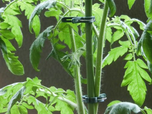 トマト栽培。トマトのつぼみ190629