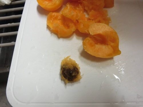 【あんず栽培記録】190704 種子を取り出す編