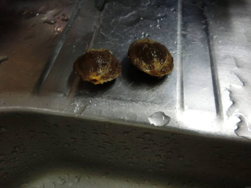 【あんず栽培記録】190704 種子を取り出す編