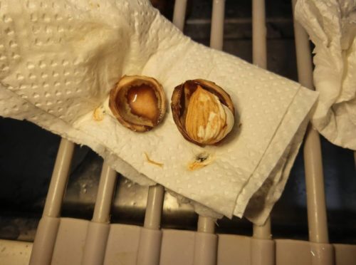 【あんず栽培記録】190704 種子を取り出す編