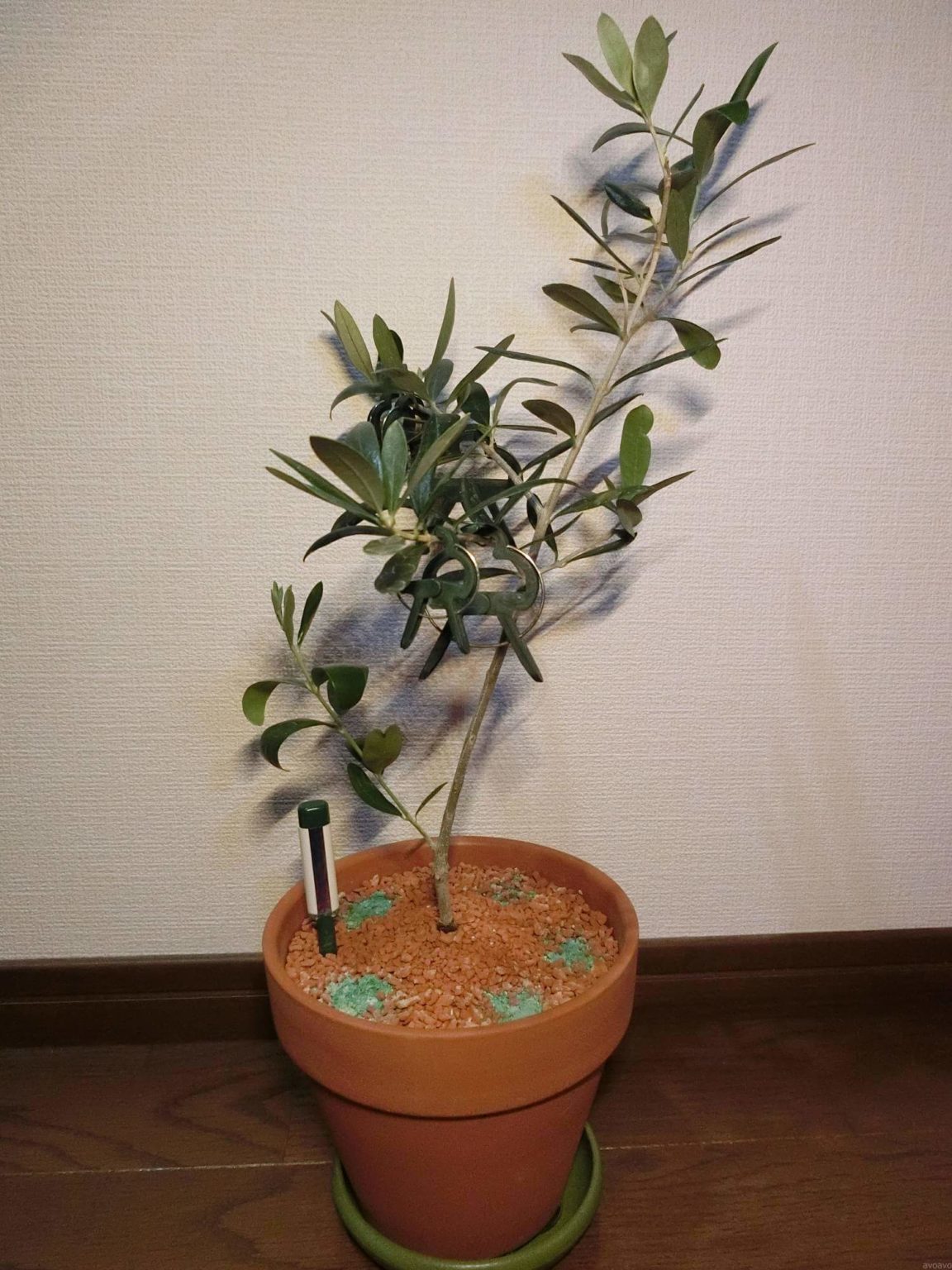 【オリーブ栽培記録】190705　梅雨時期も粛々と。